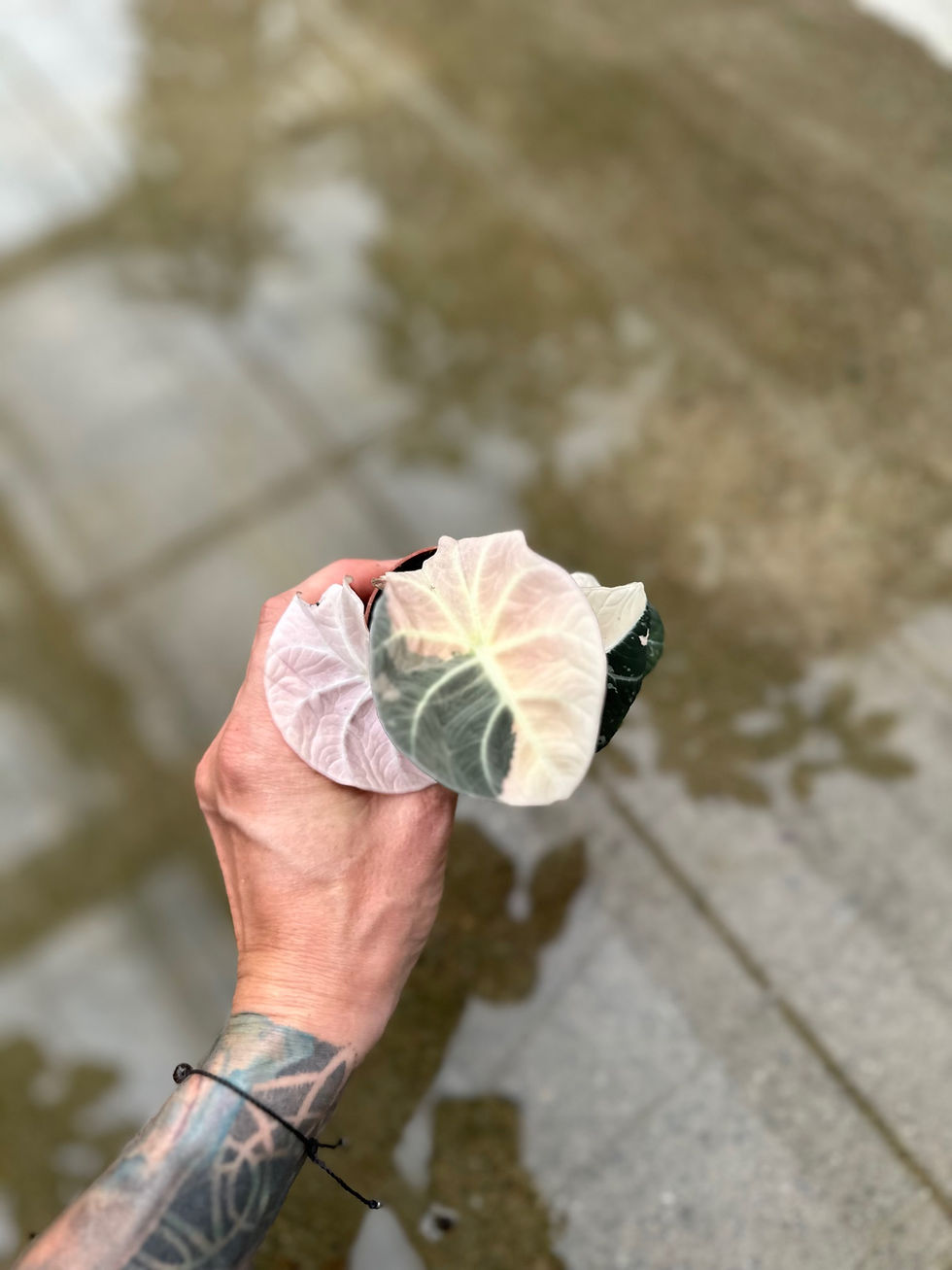 Miniaturbild: Alocasia Black Velvet pink variegated