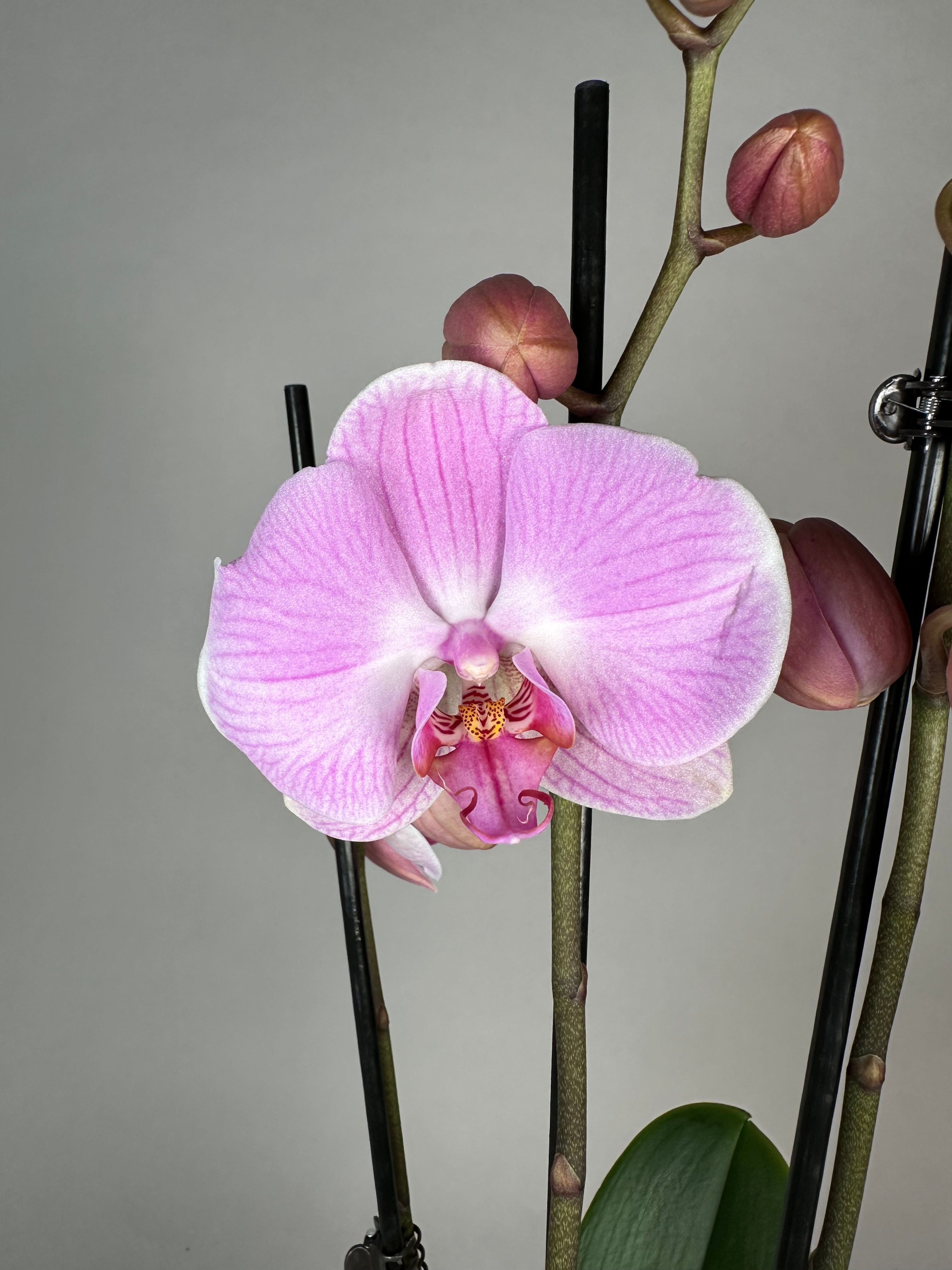 Phalaenopsis "Elion"