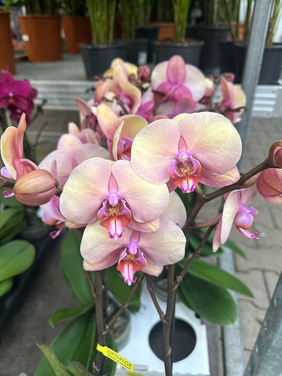 Phalaenopsis Adele