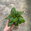 Miniaturbild: Hoya Callistophylla vena