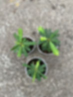 Biophytum Sensitivum