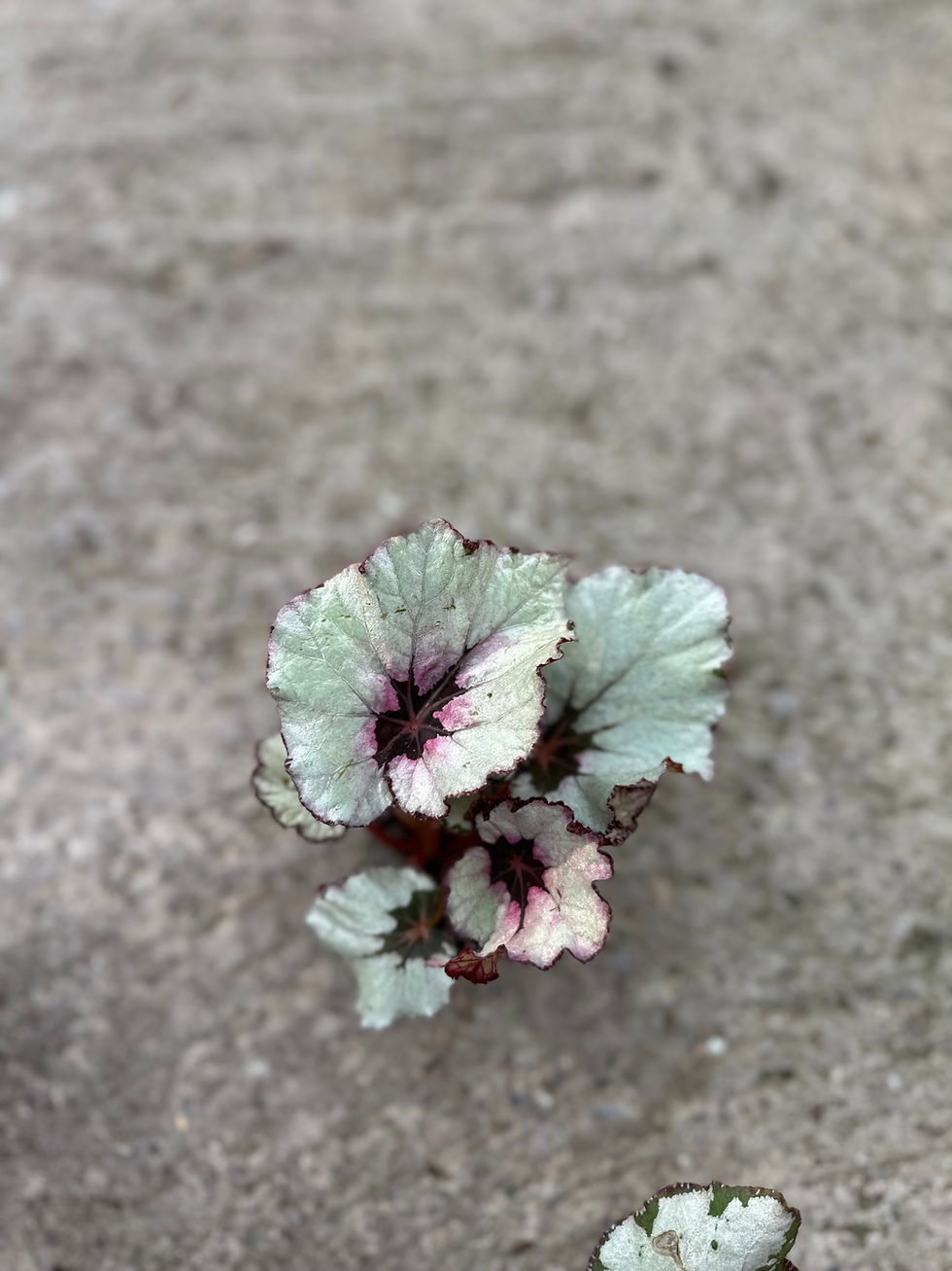 Begonia Rex Spirit Of Kwale