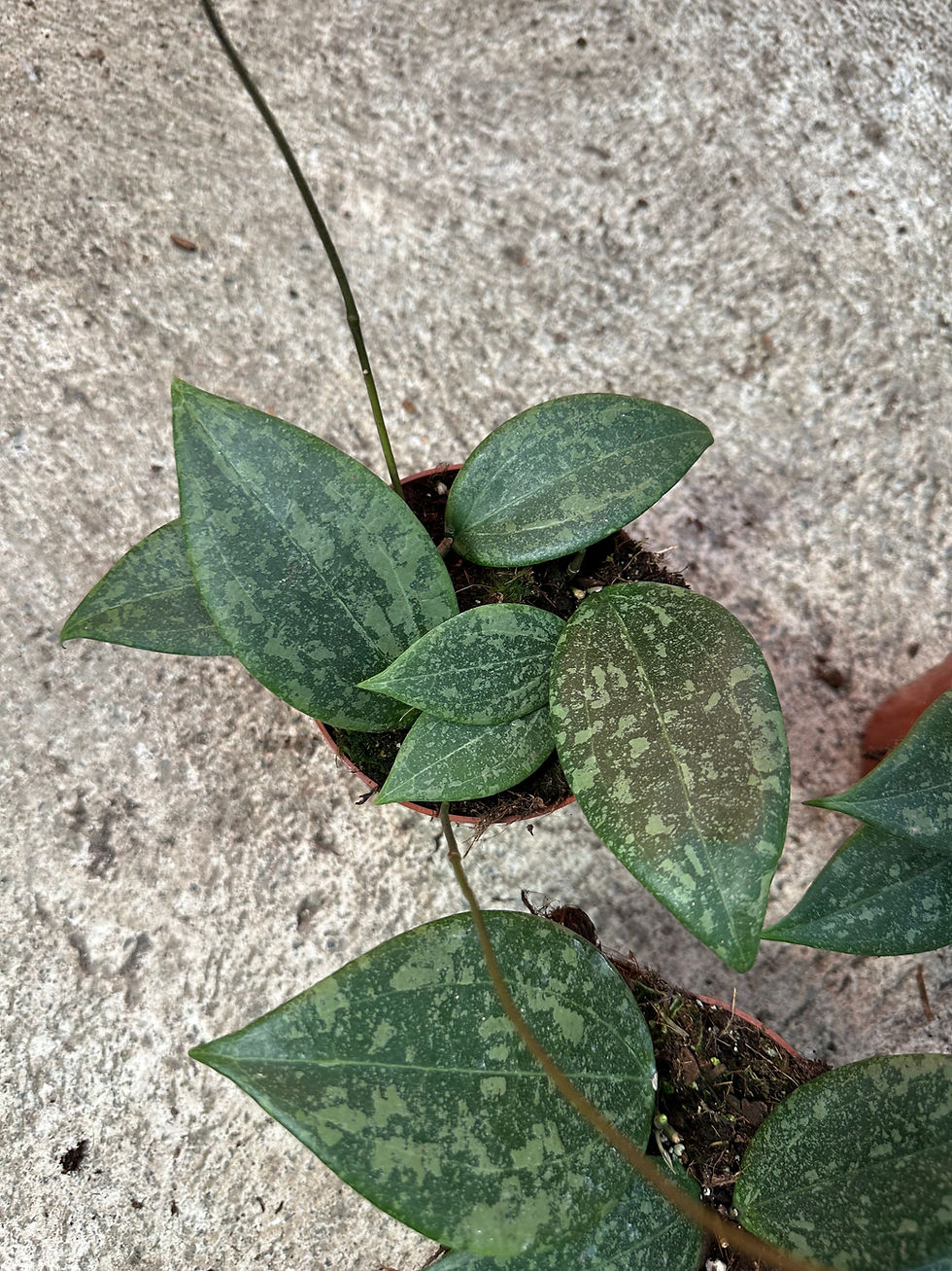 Hoya Wibergiae