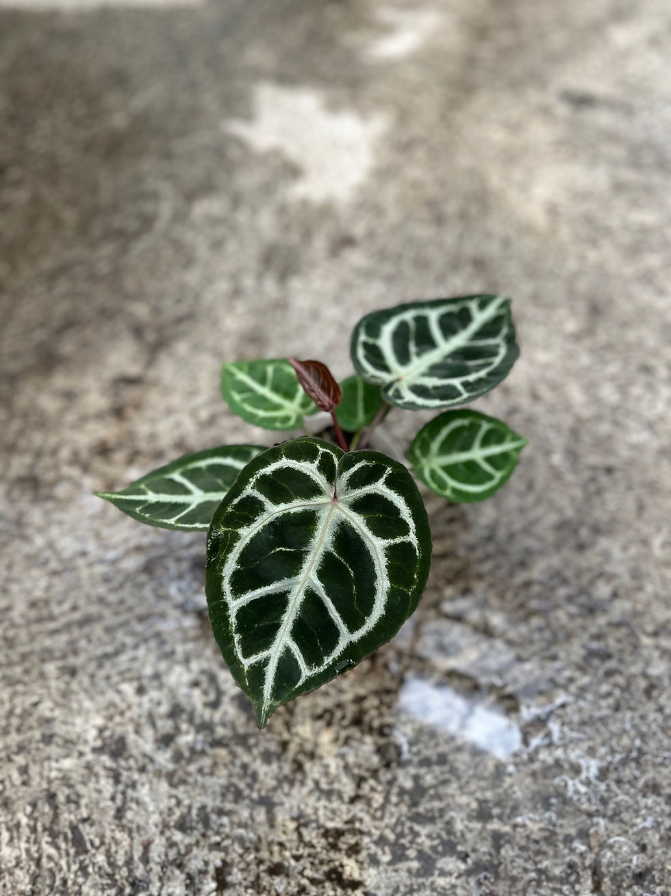 Miniaturbild: Anthurium Zara x Michelle F2 x Silverblush