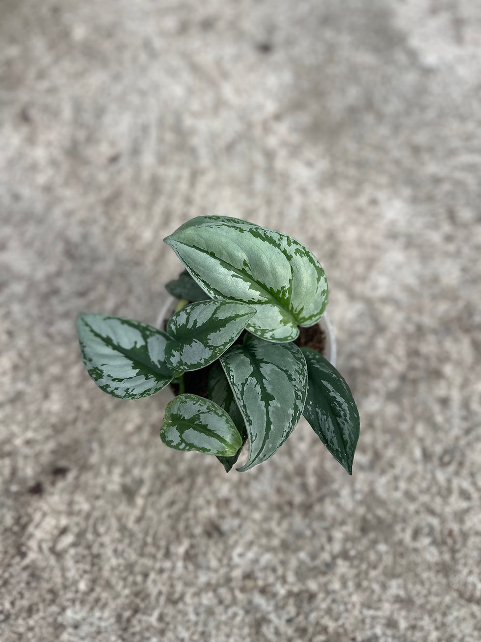 Miniaturbild: Scindapsus sp. Kalimantan