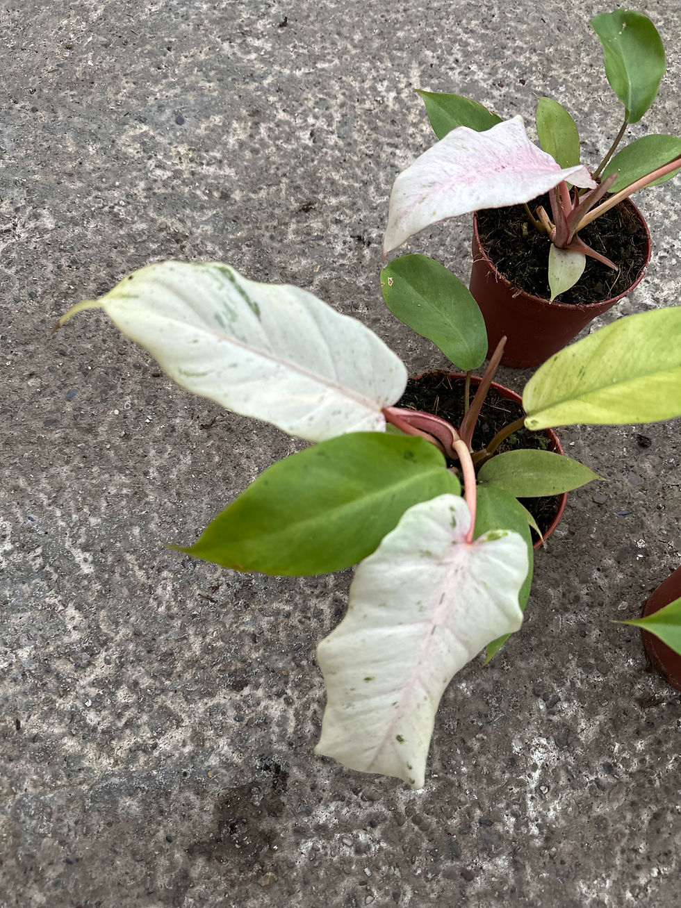 Miniaturbild: Philodendron Snowdrift