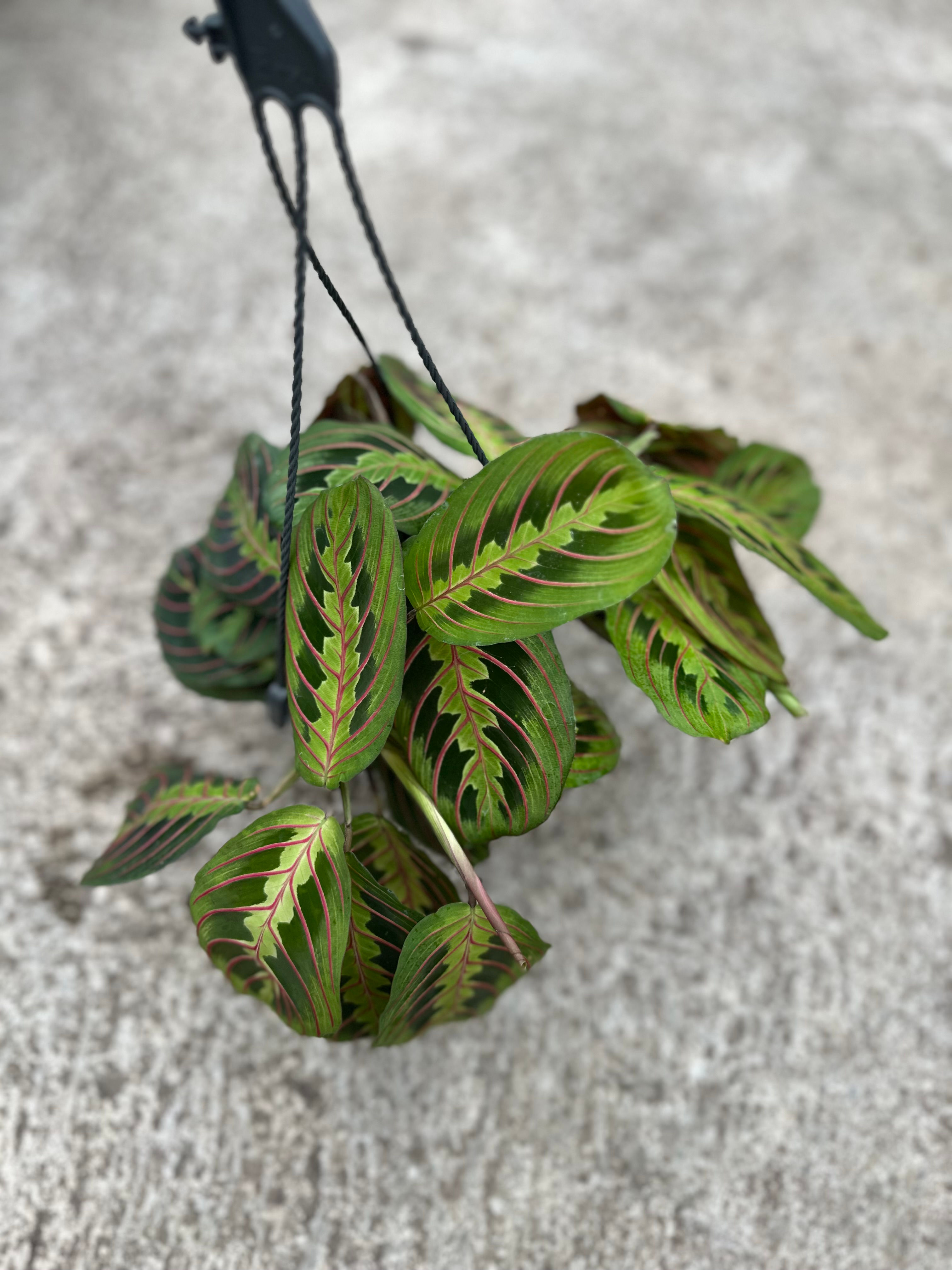 Maranta Leuconeura Fascinator