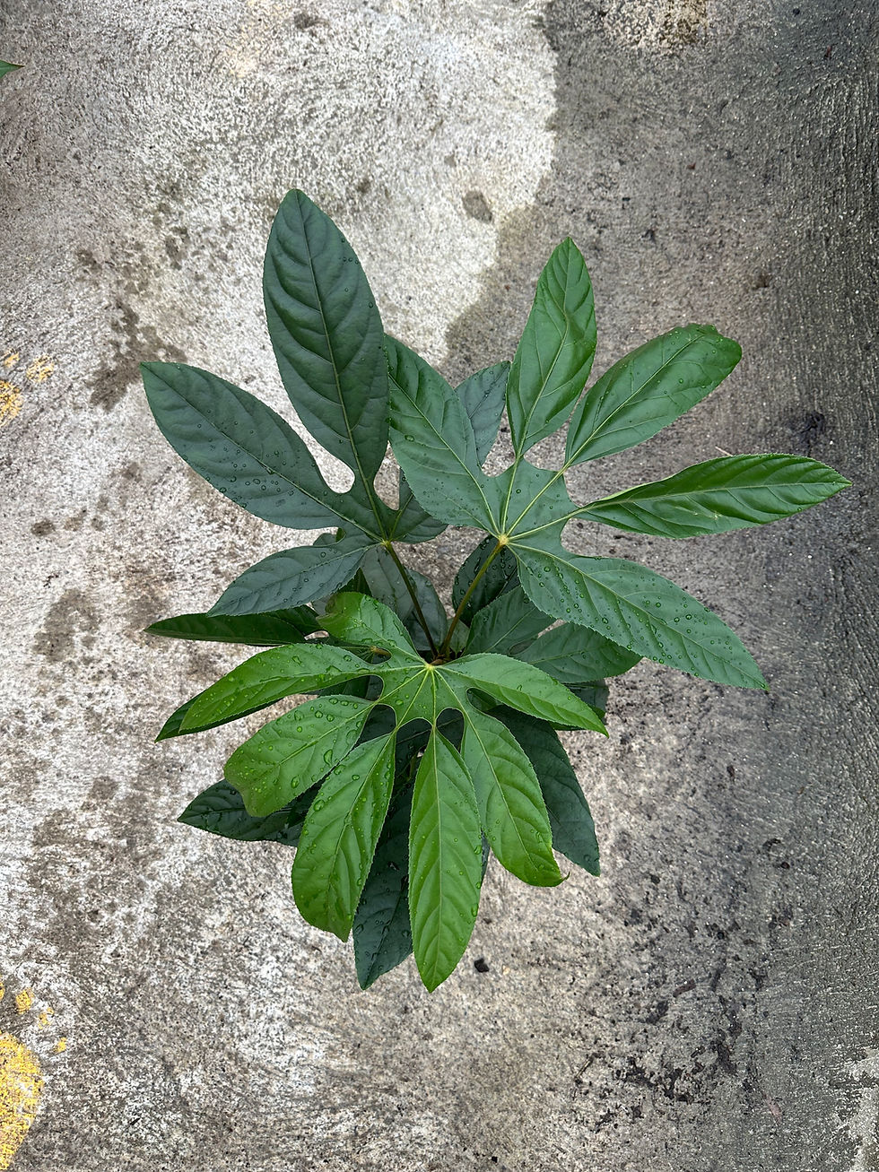 Miniaturbild: Trevesia Burckii