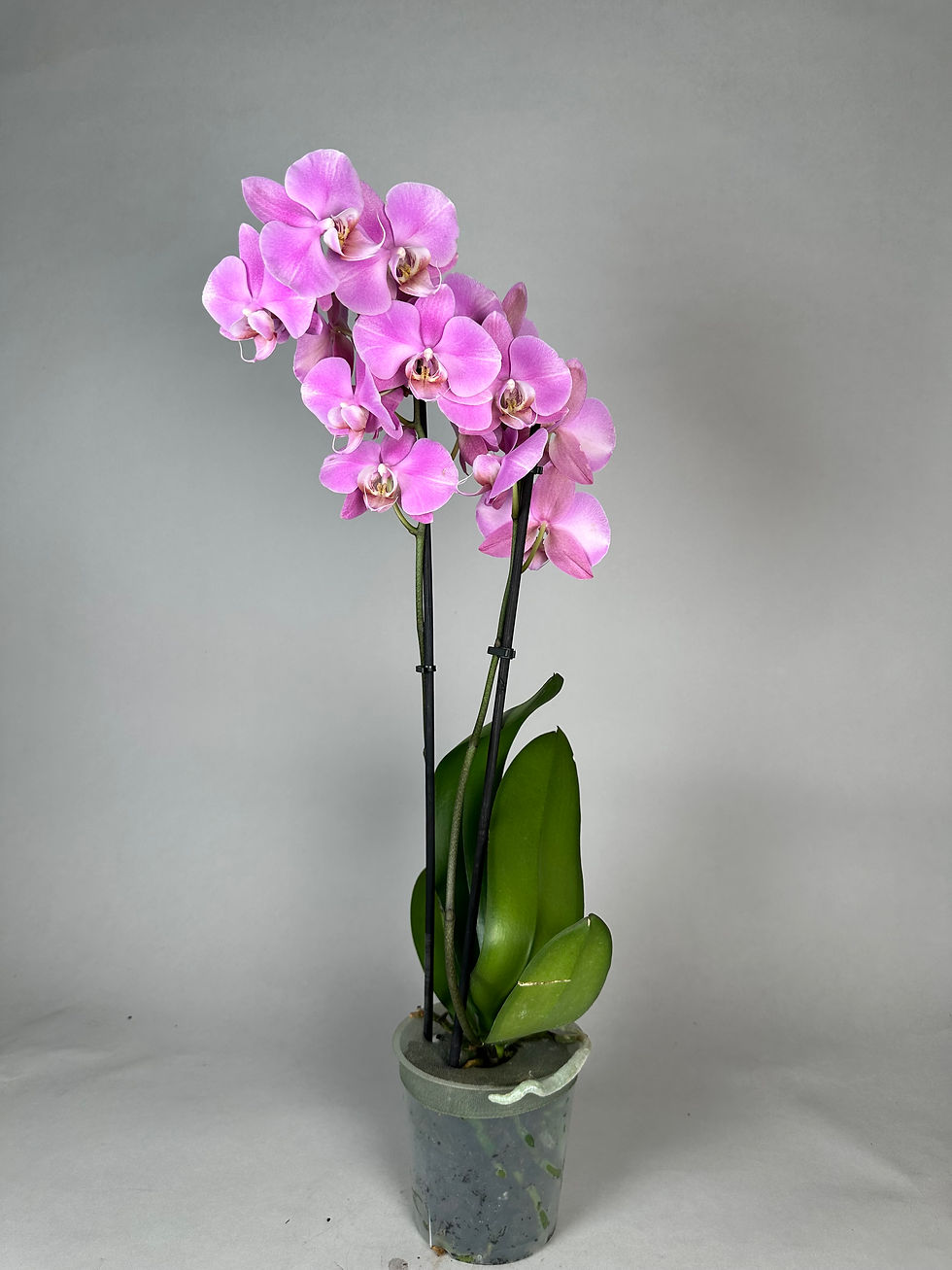 Miniaturbild: Phalaenopsis Rosa/Lila color