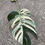 Miniaturbild: Monstera Borsigiana variegata Cutting