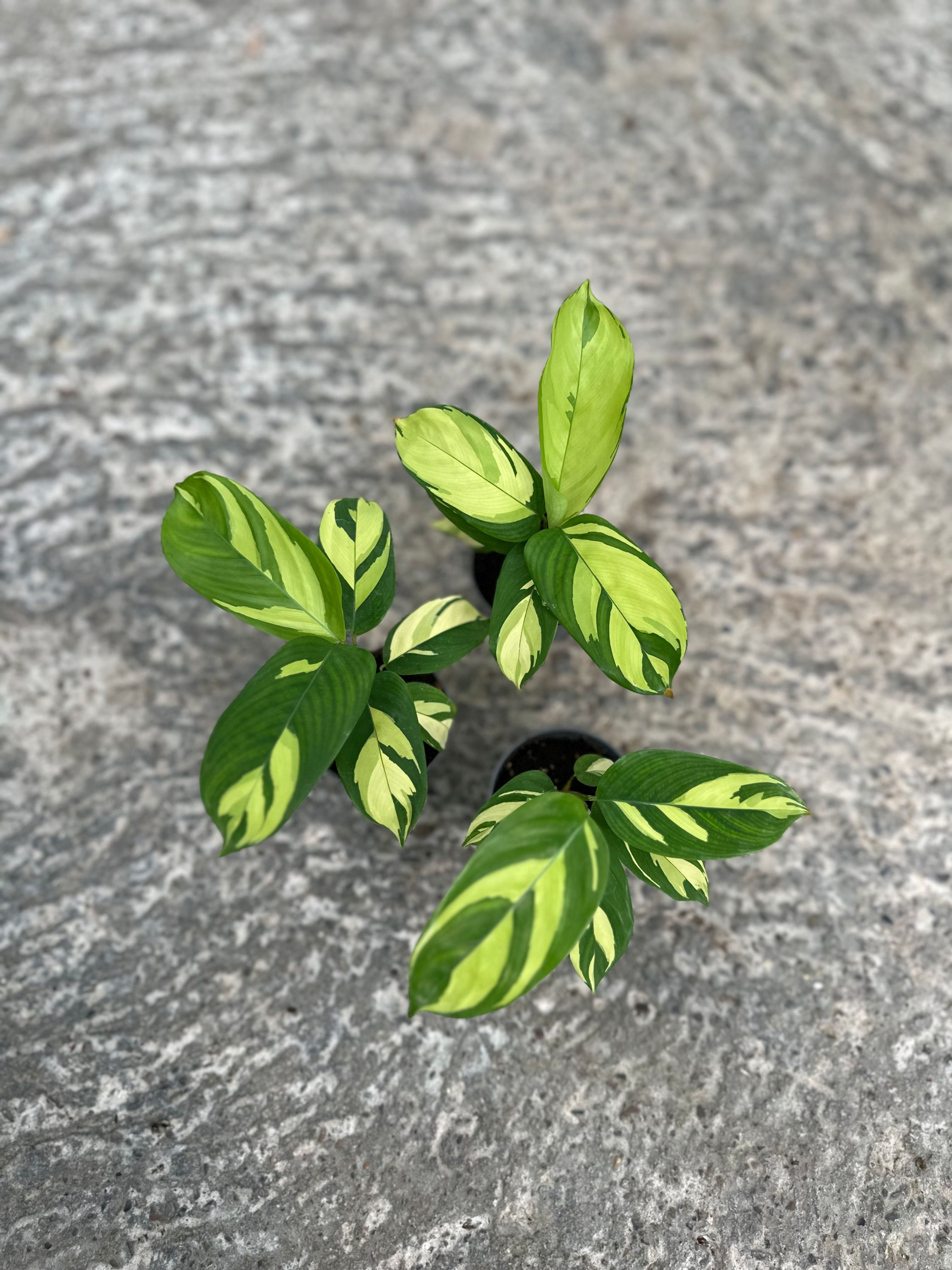 Ctenante Pilosa Golden Mosaic