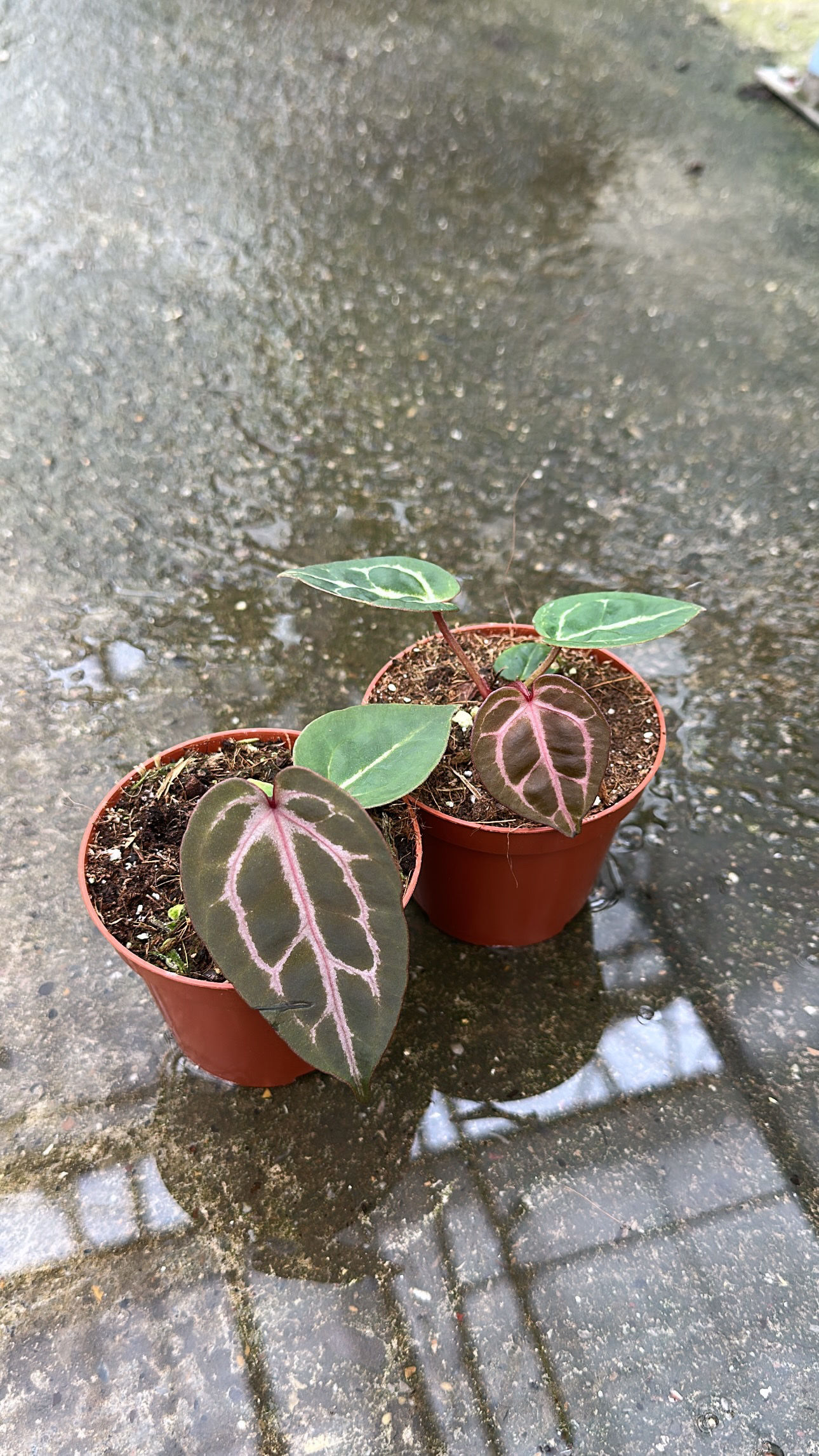 Anthurium Red Crystallinum