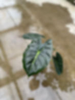 Alocasia Golden Bone