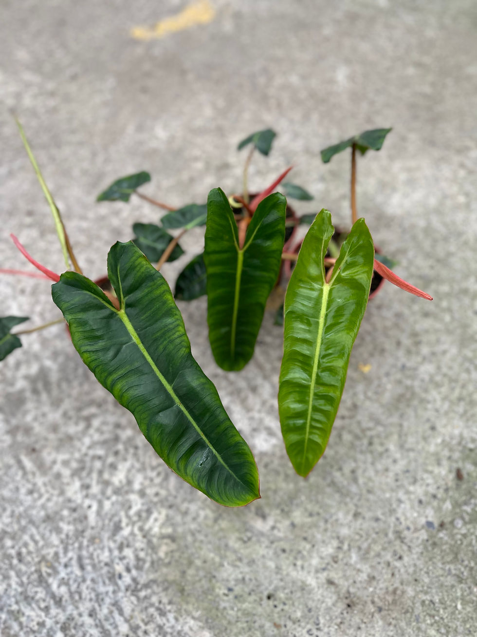 Miniaturbild: Philodendron Billitiae juvenil