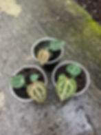 Anthurium Zara x Michelle Client x Bleeding Heart