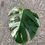 Miniaturbild: Monstera Borsigiana variegata Cutting