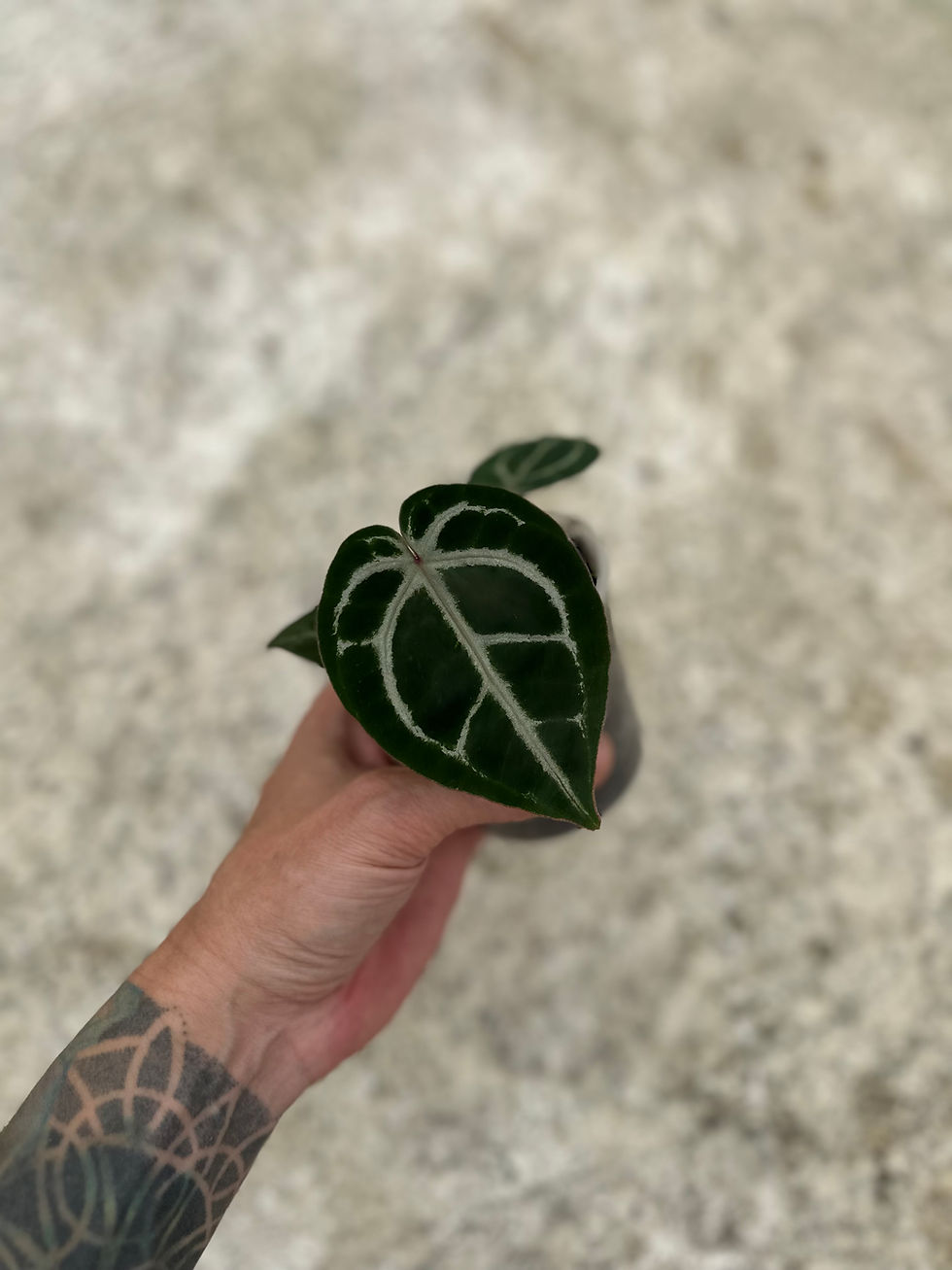 Miniaturbild: Anthurium ZxMF2 x M