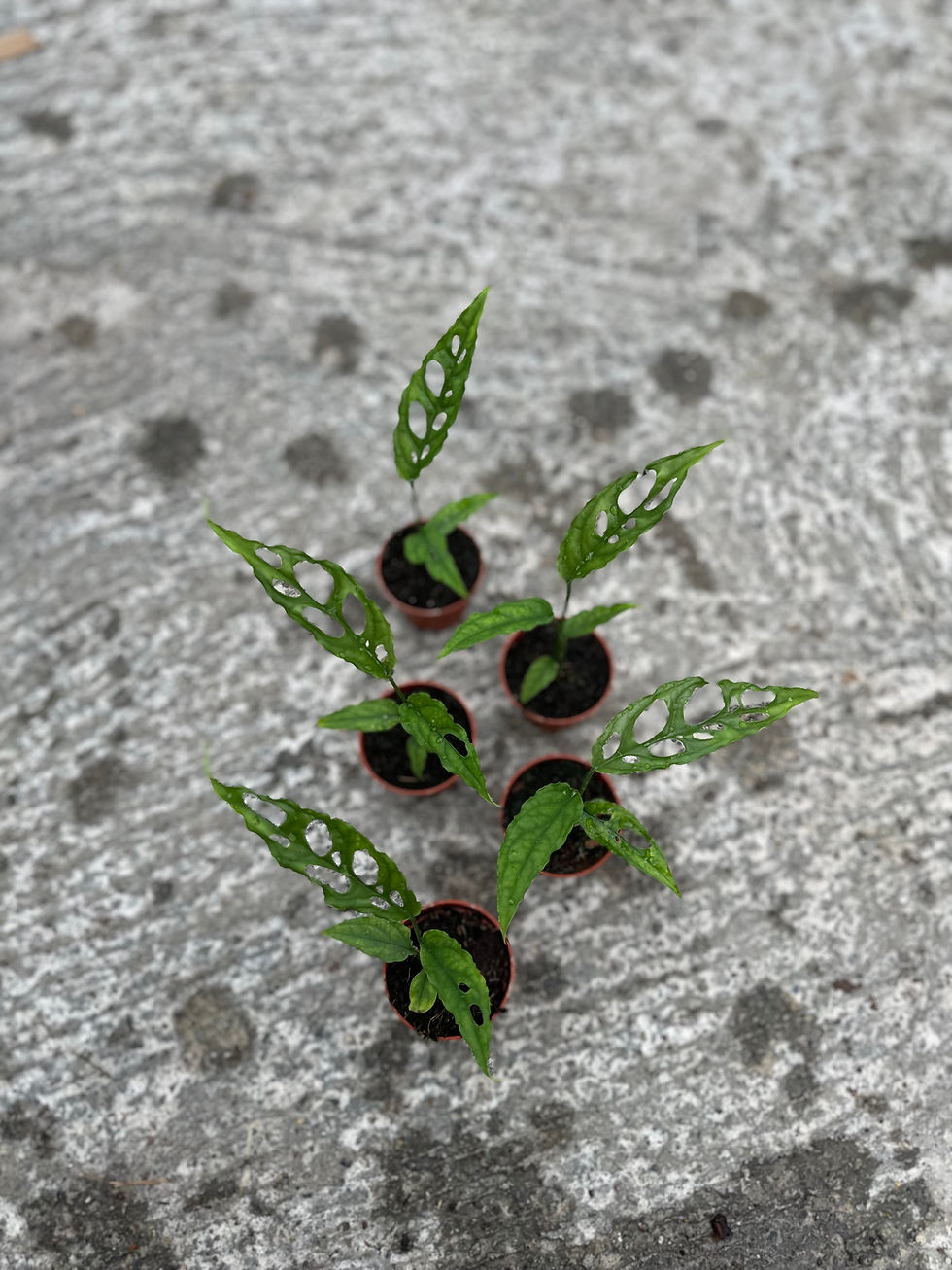 Miniaturbild: Monstera Obliqua Peru