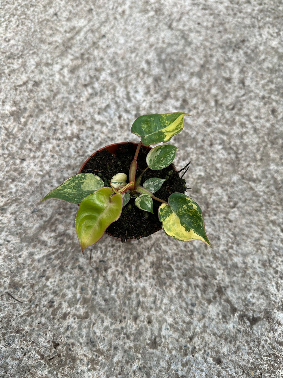 Miniaturbild: Philodendron Billietiae variegata
