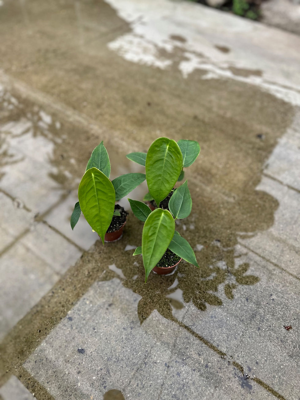 Miniaturbild: Anthurium Peltigerum