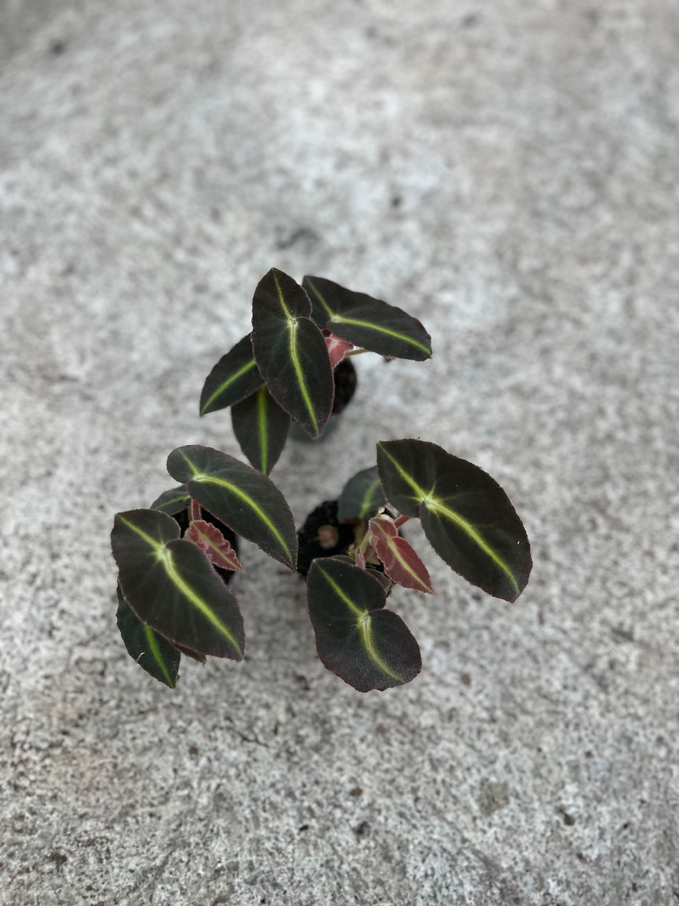 Miniaturbild: Begonia Listada