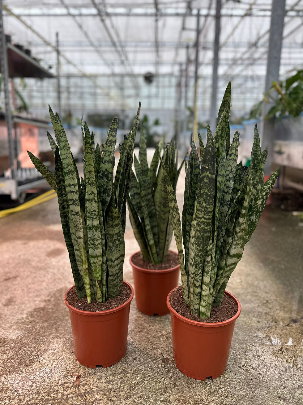 Miniaturbild: Sansevieria Trifasciata "Zeylanica"