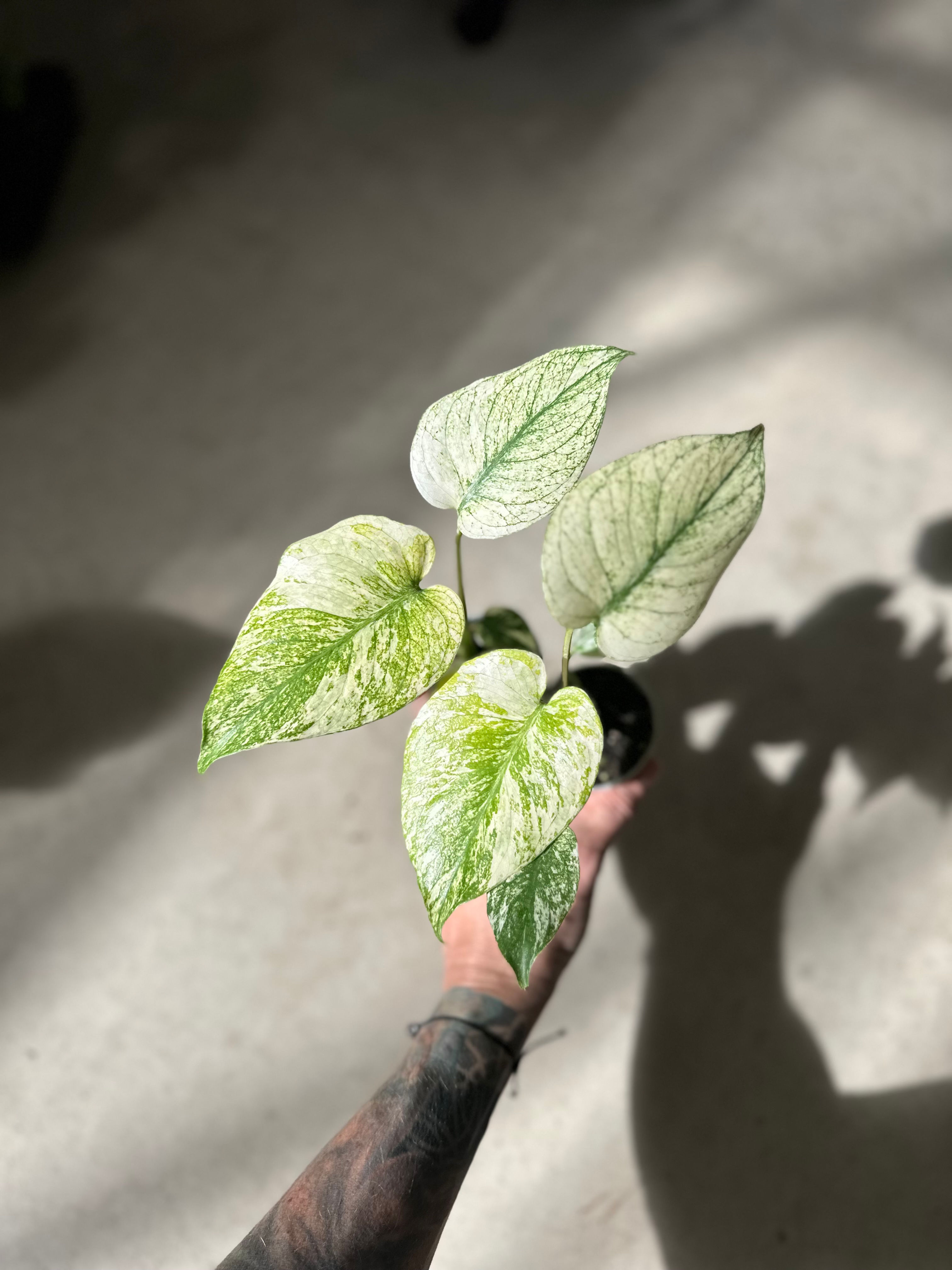 Monstera Deliciosa Mint