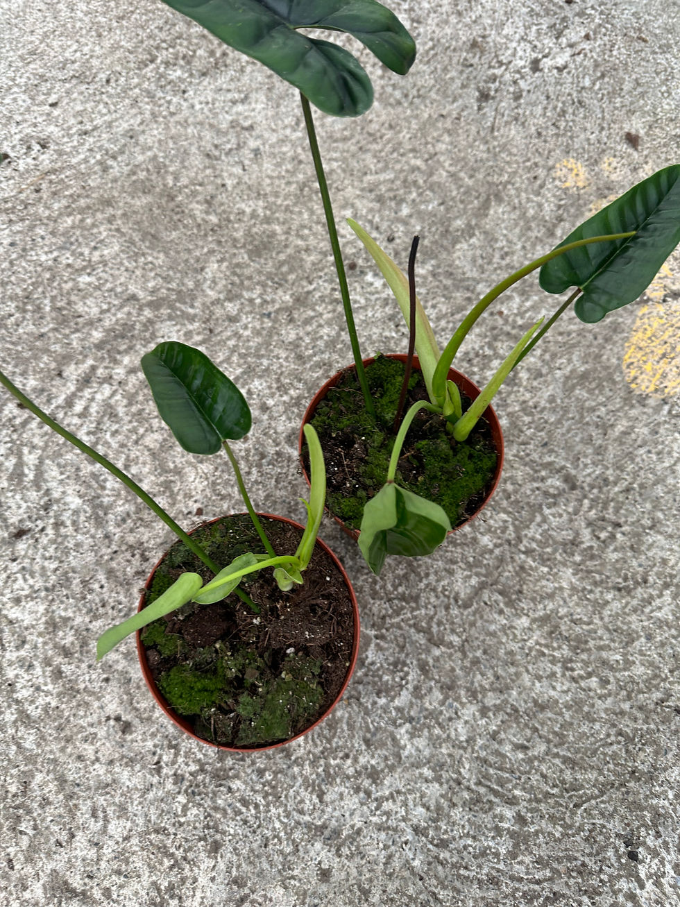 Miniaturbild: Philodendron Felix