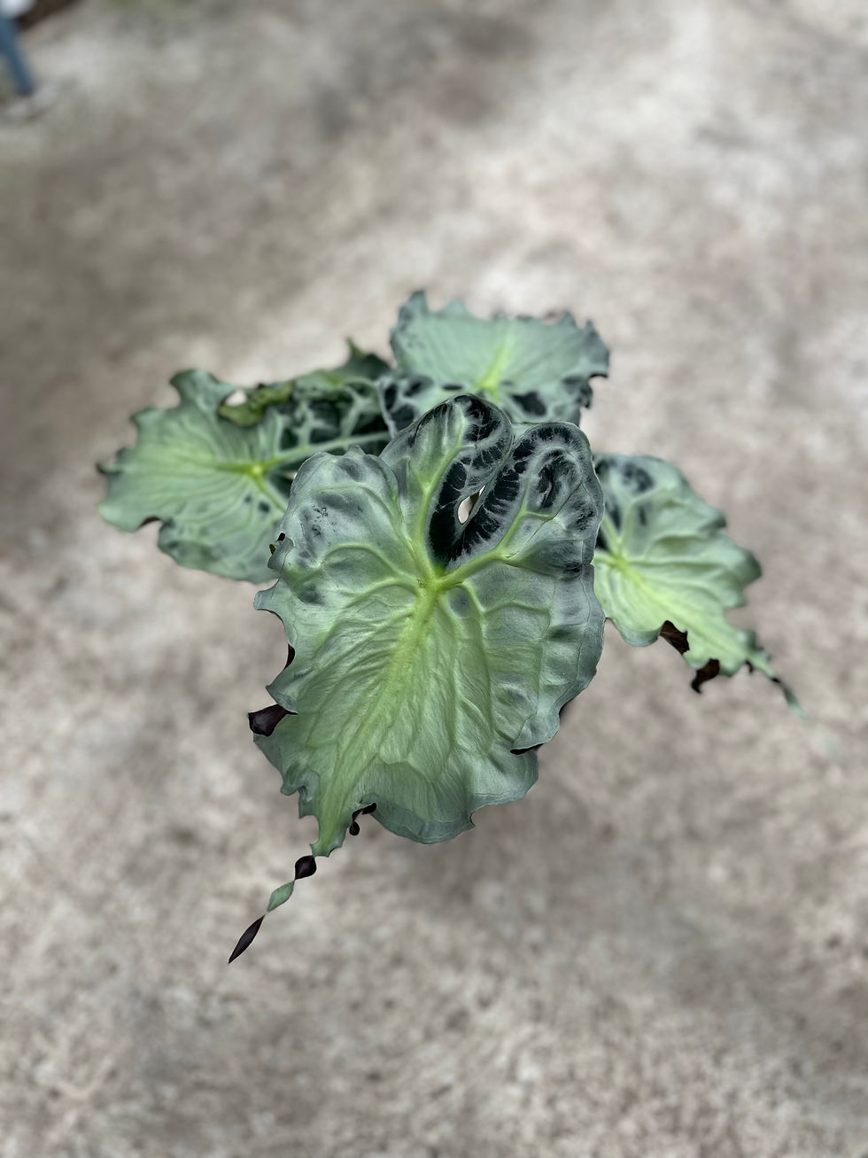 Miniaturbild: Alocasia Venom XL Showplant