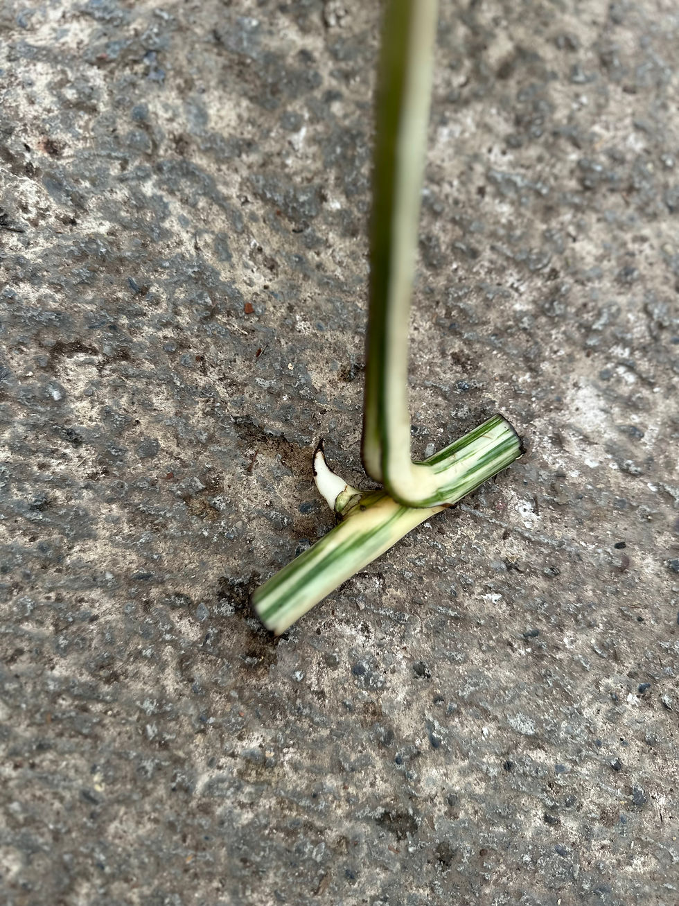 Monstera Borsigiana variegata Cutting