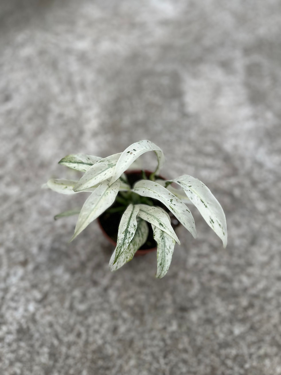 Miniaturbild: Rhaphidophora Puberula variegata