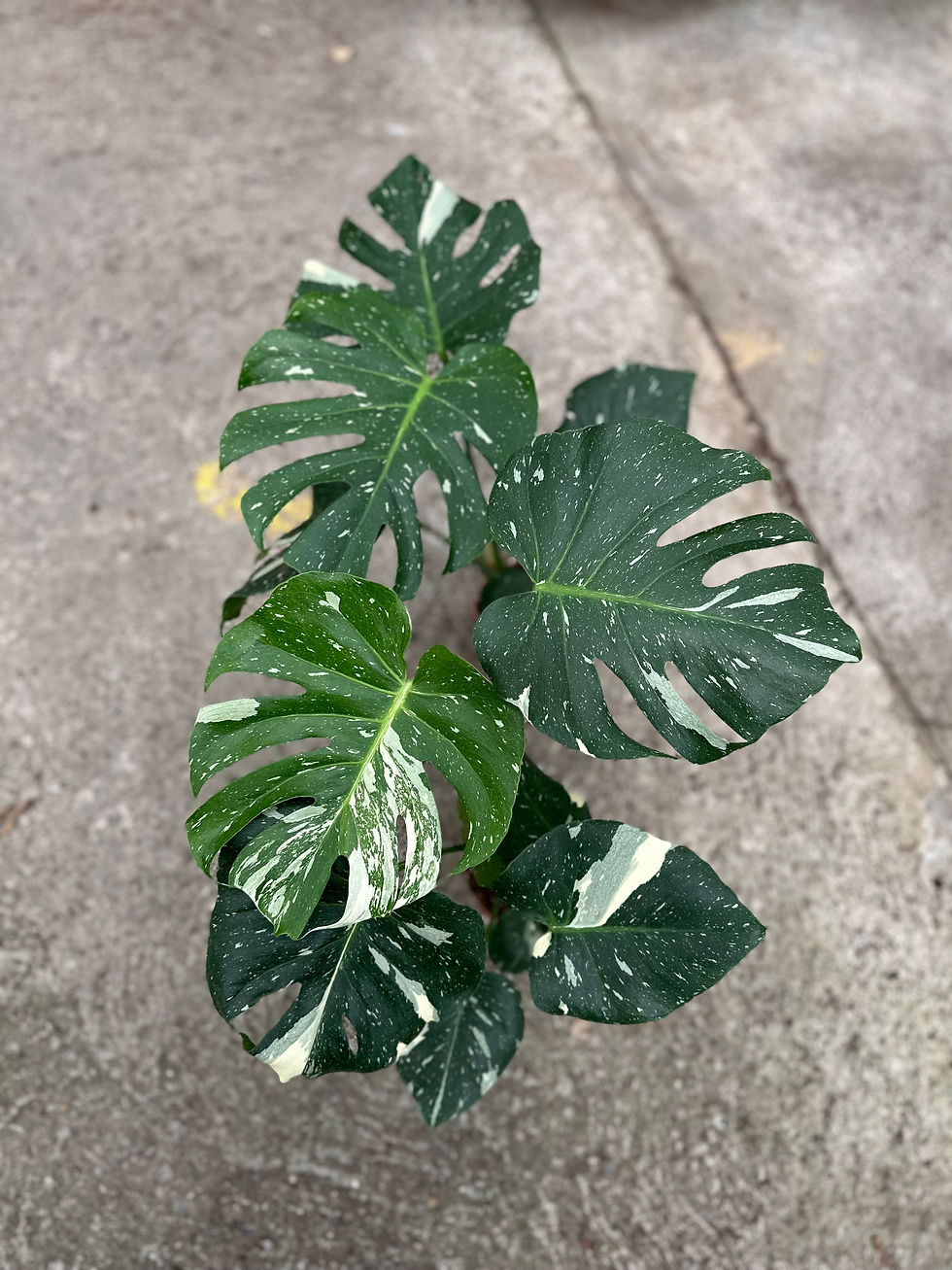 Monstera Thaiconstellation