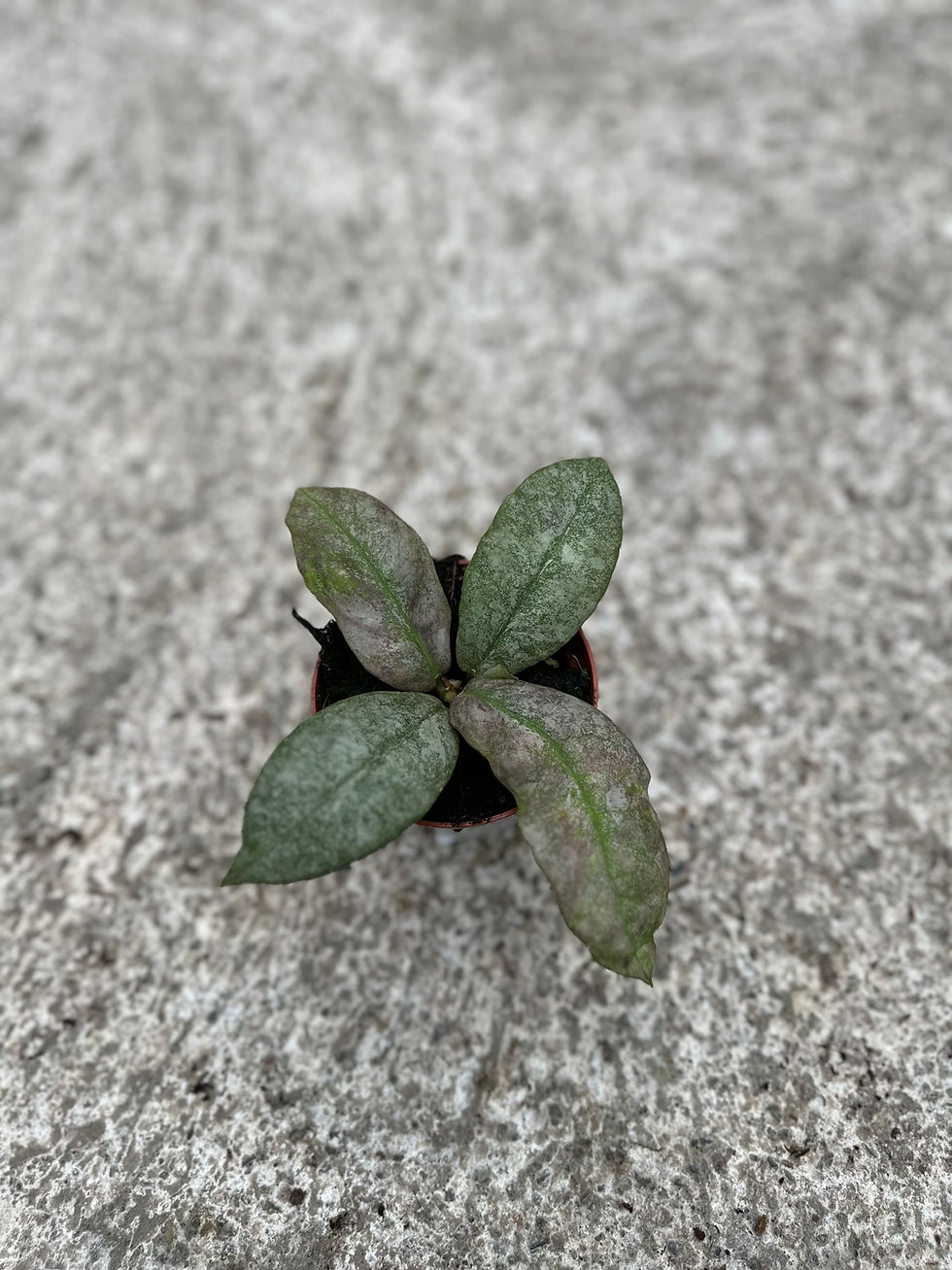 Miniaturbild: Hoya Mitrata silver