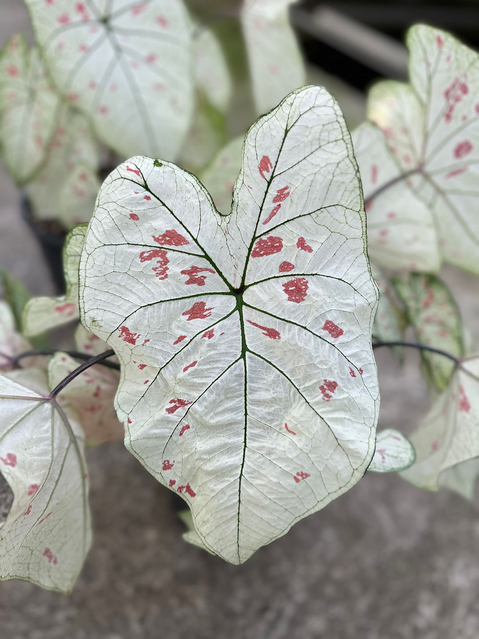 Miniaturbild: Caladium Strawberry Star