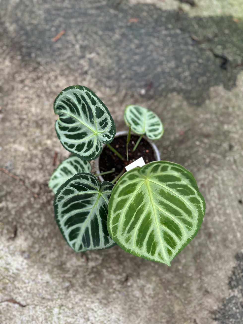 Miniaturbild: Anthurium San x Silverblush