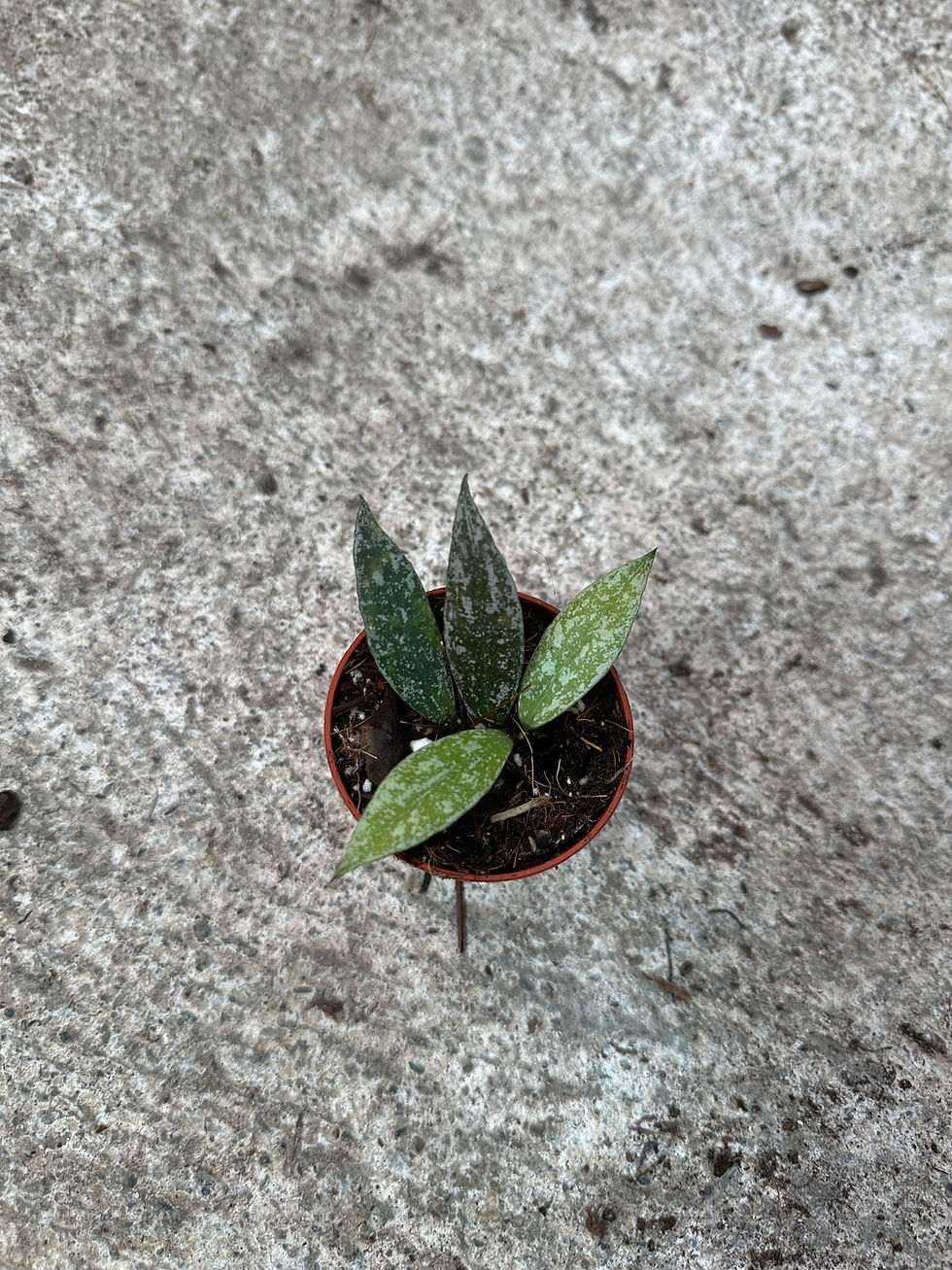 Miniaturbild: Hoya Lacunosa Laos