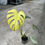 Miniaturbild: Monstera Deliciosa Mint