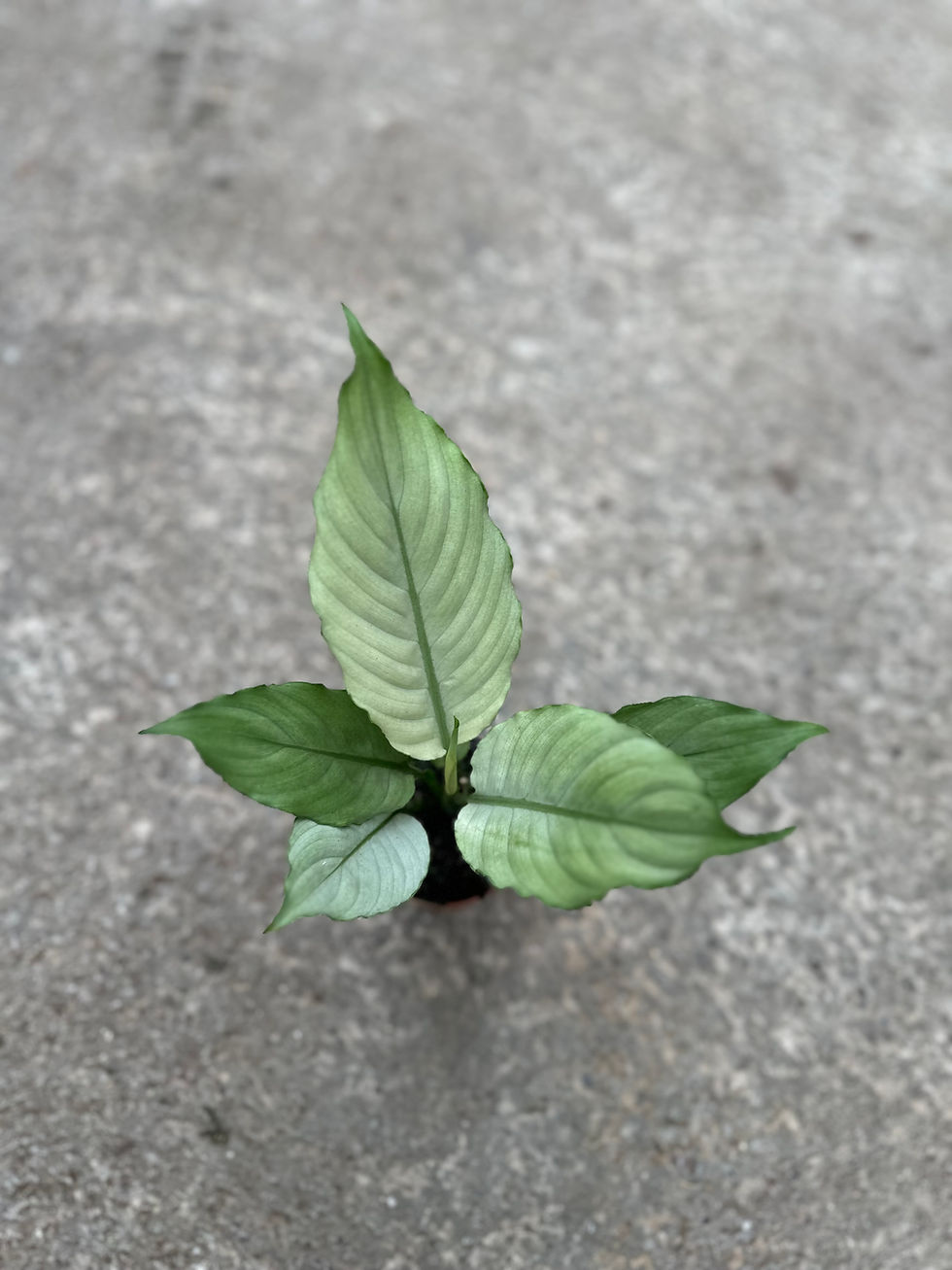 Miniaturbild: Spathiphyllum Blue Ice