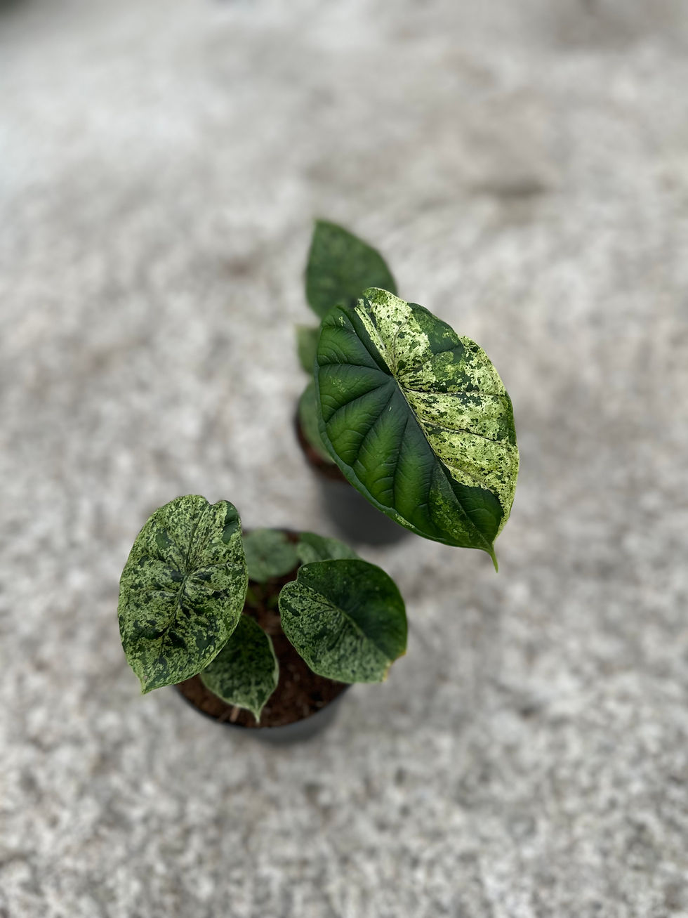 Alocasia Dragon Scale Mint
