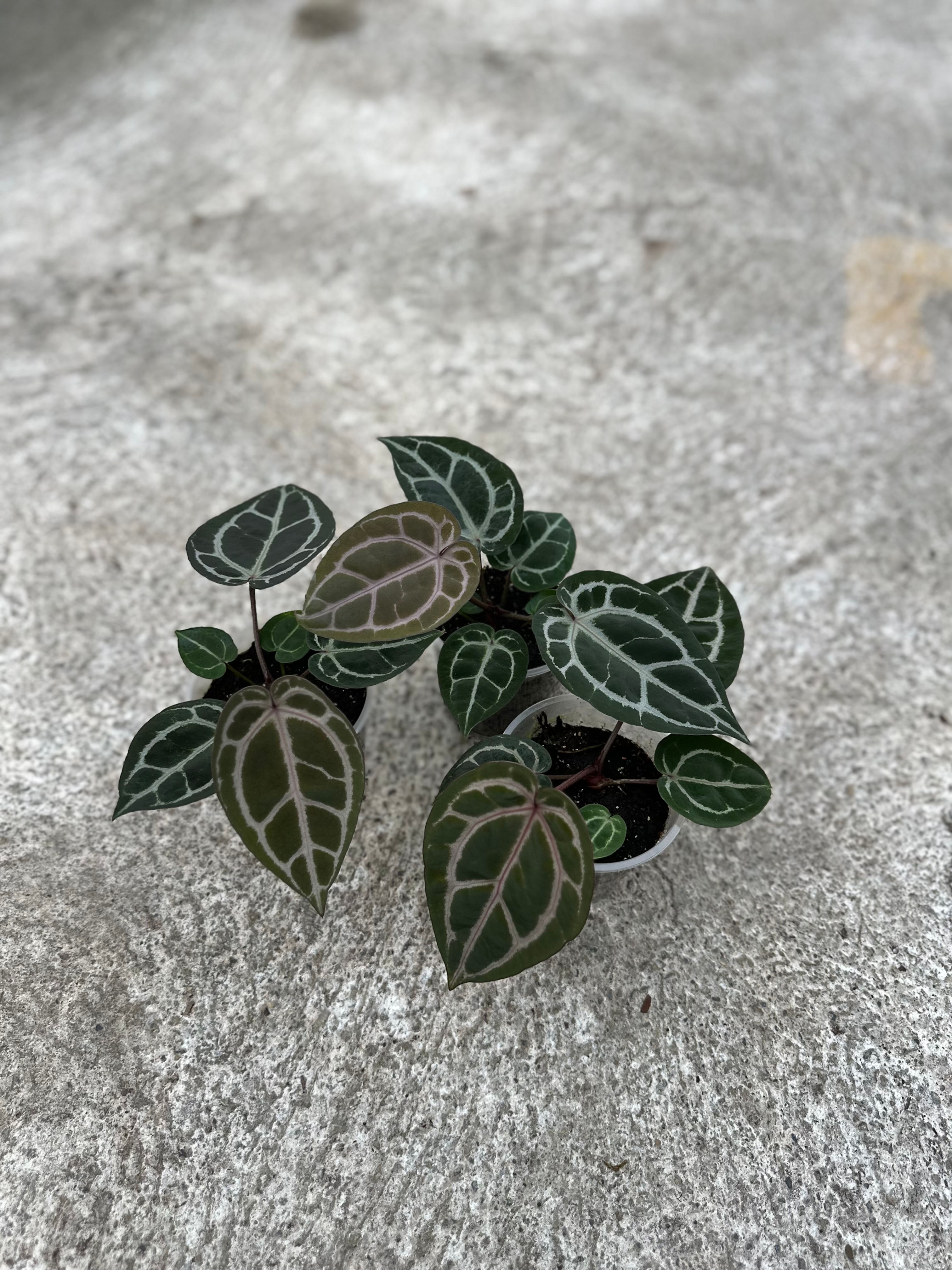 Anthurium ZxM F2 lobes x Bleeding Heart