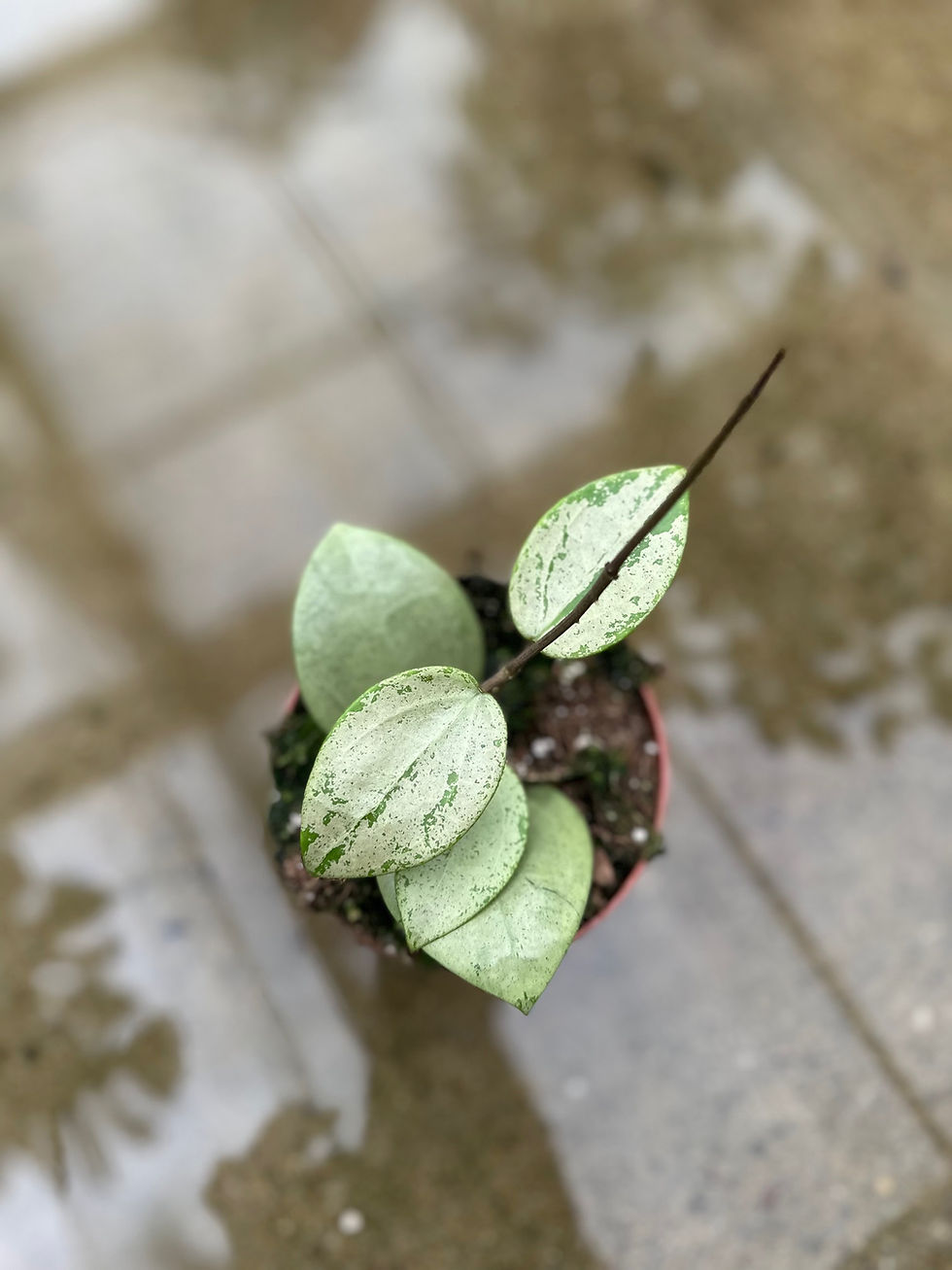 Miniaturbild: Hoya Acuta Silver