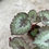 Miniaturbild: Begonia Speckled