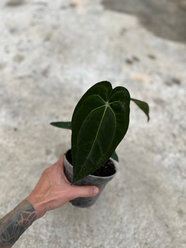 Anthurium \