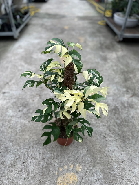 Rhaphidophora Tetrasperma Variegata am Pole | Skinkplants