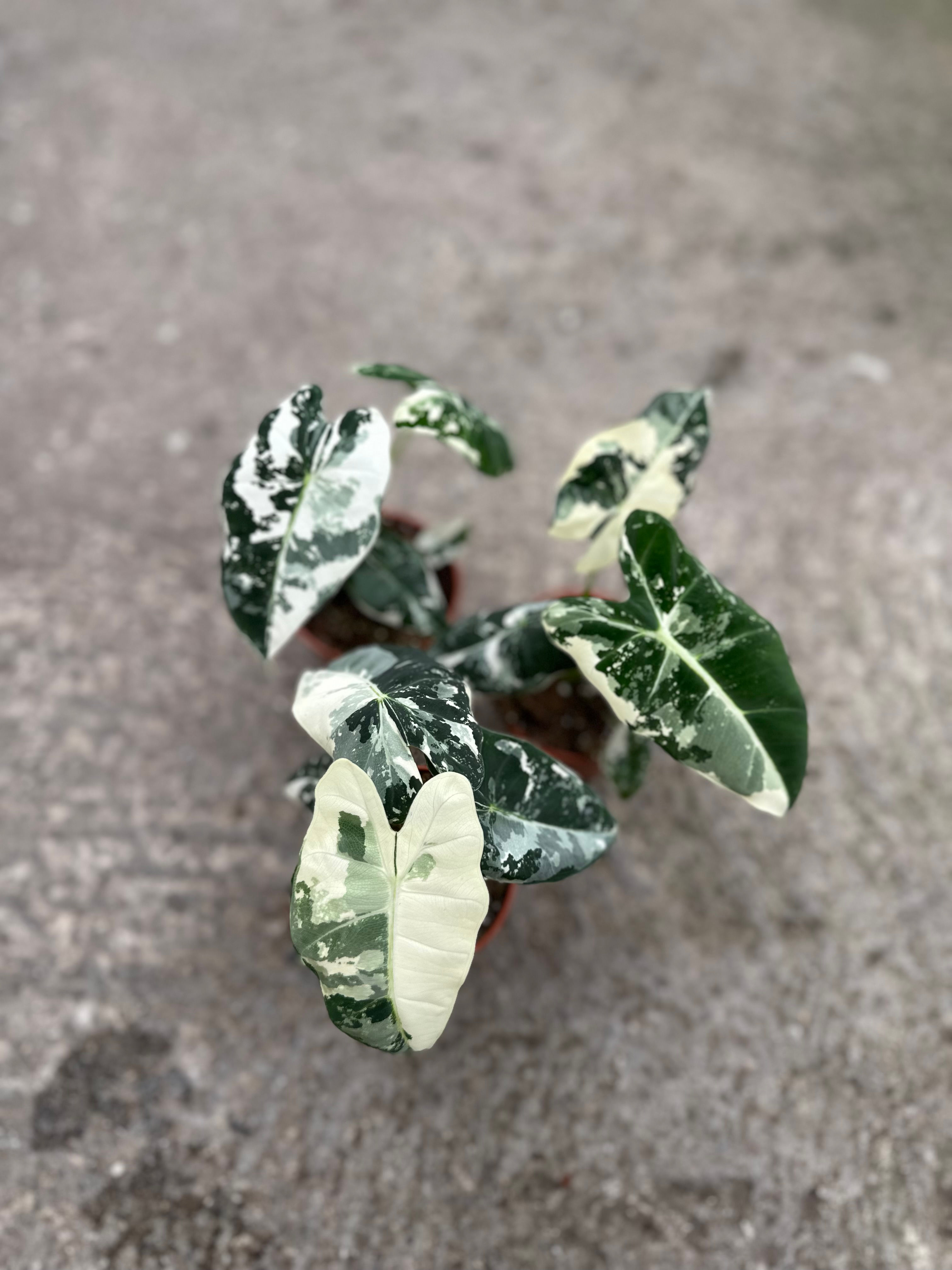 Alocasia Frydek variegata