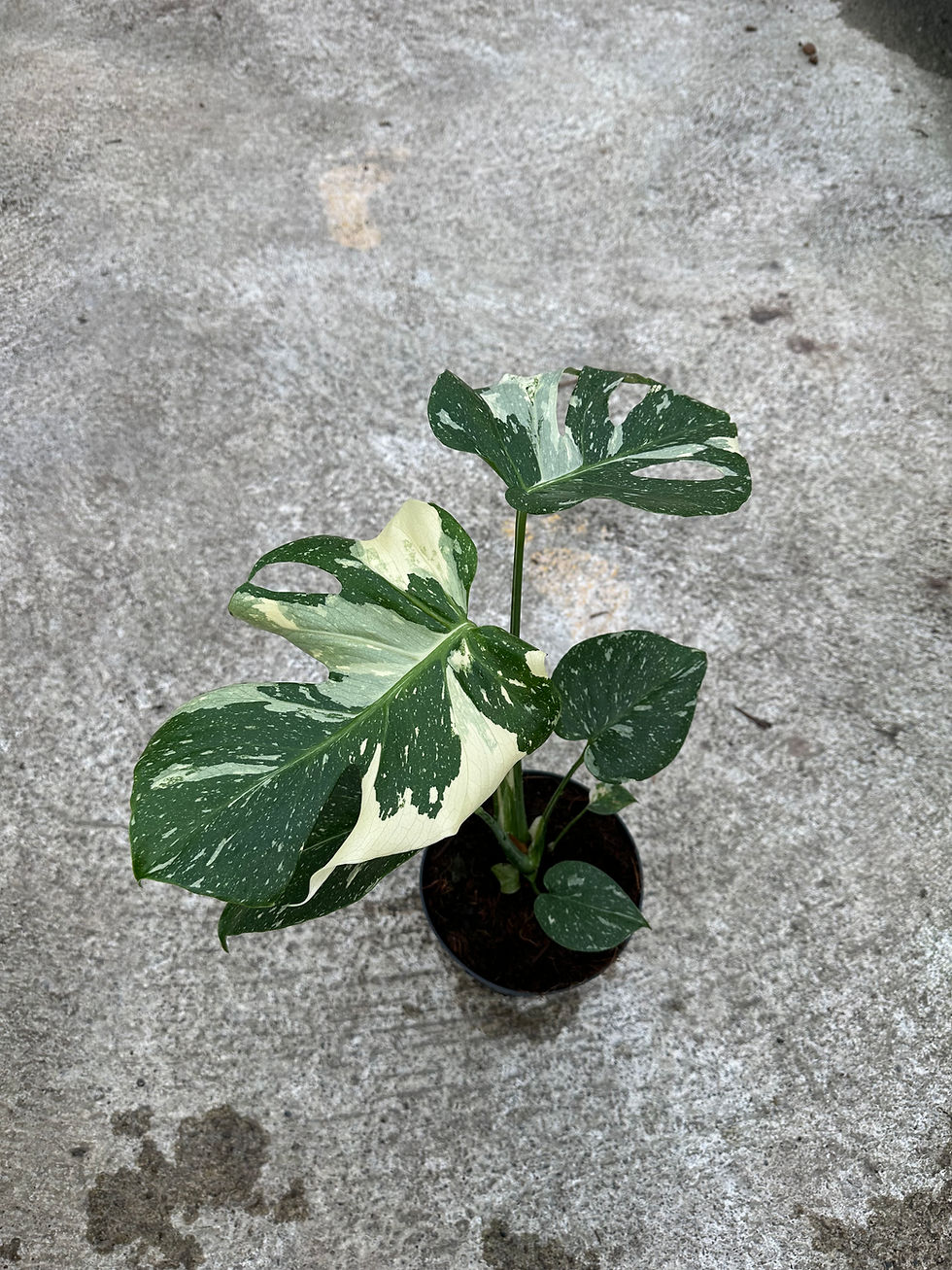 Miniaturbild: Monstera Thaiconstellation