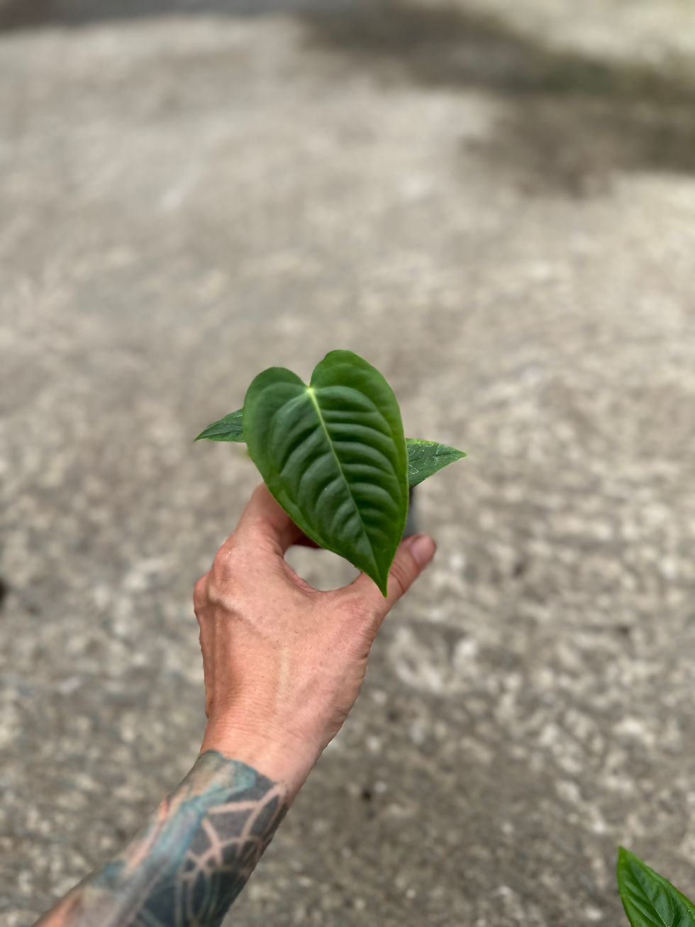 Miniaturbild: Anthurium Veitchii