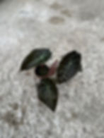 Alocasia Suhirmaniana red petiol