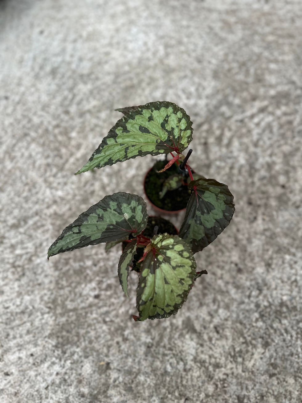 Begonia Lucifer