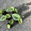 Miniaturbild: Alocasia Silver Dragon variegata